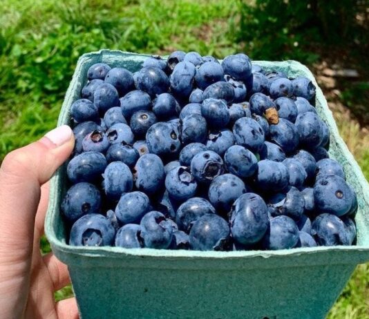 Blueberries Have Many Health Benefits For Males