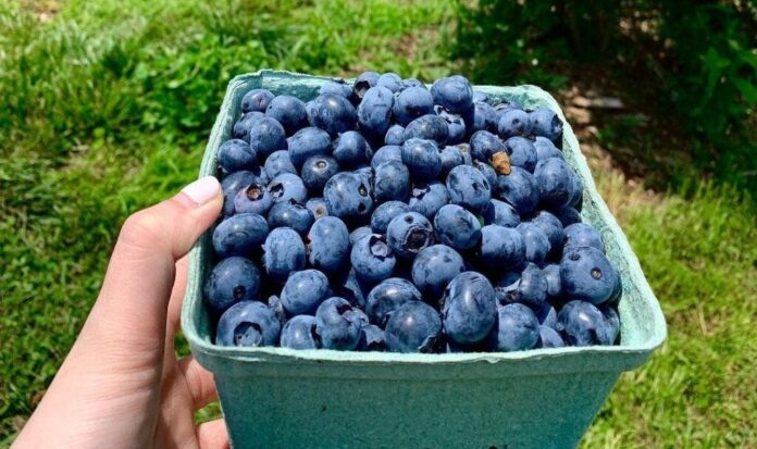 Blueberries Have Many Health Benefits For Males