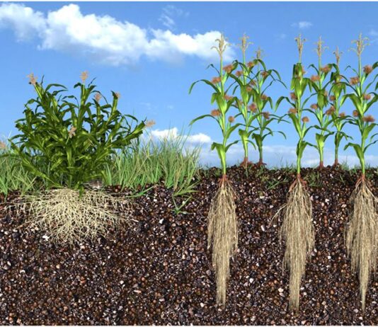 soil microbes agriculture