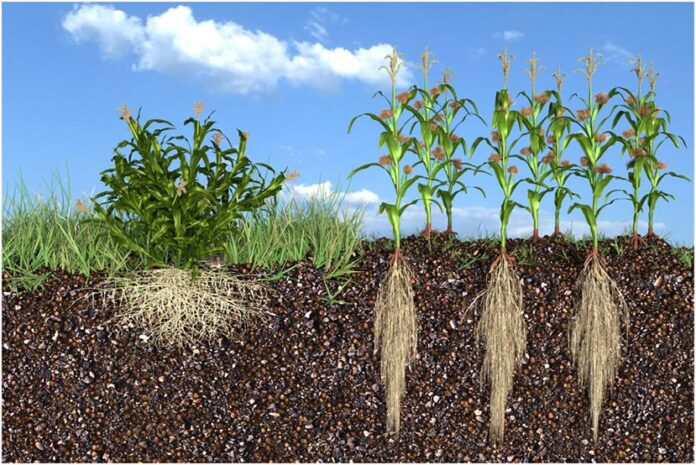 soil microbes agriculture